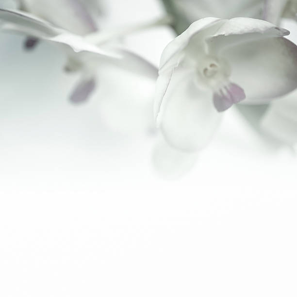 istock Sweet color orchids in soft and blur style for background 478715546