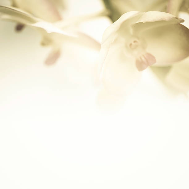istock Sweet color orchids in soft and blur style for background 478715720