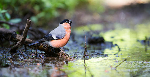 istock Male Common Bullfinch in the forest 478715762