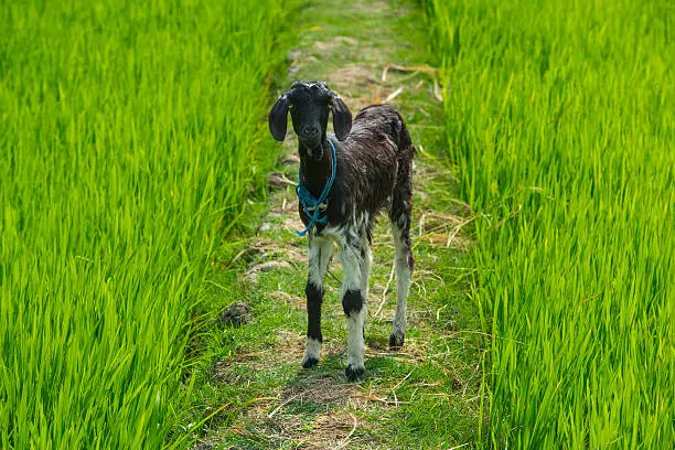 young nanny-goat costs on a footpath in a green fresh grass