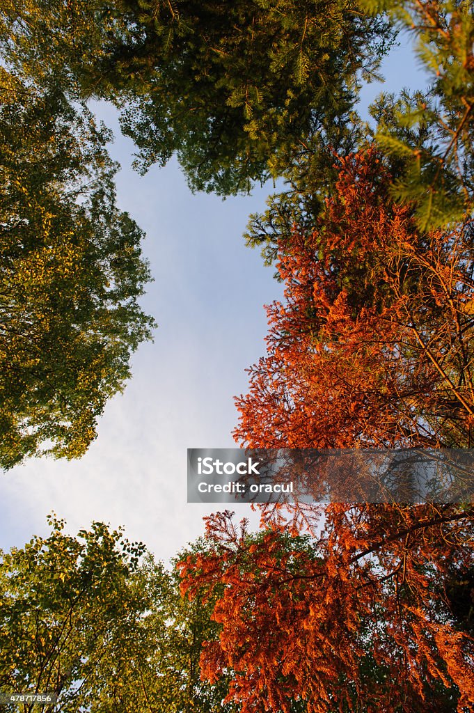 In fir forest. Looking up to the sky in fir forest. 2015 Stock Photo