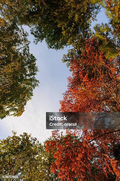 In Fir Forest Stock Photo - Download Image Now - 2015, Beauty, Beauty In Nature