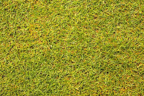 Photo of Beautiful green grass texture from golf course