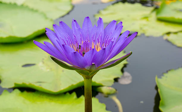 istock waterlily or lotus flower in pond 478719222