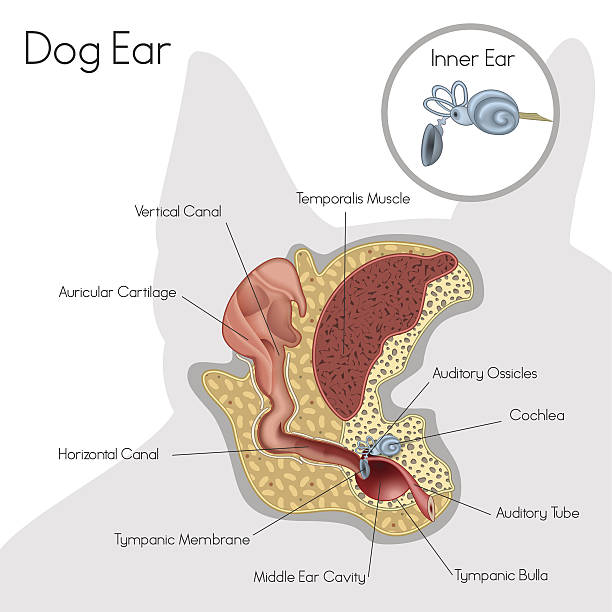 Structure of dog ear Vector illustration of structure of dog inner ear Canine stock illustrations