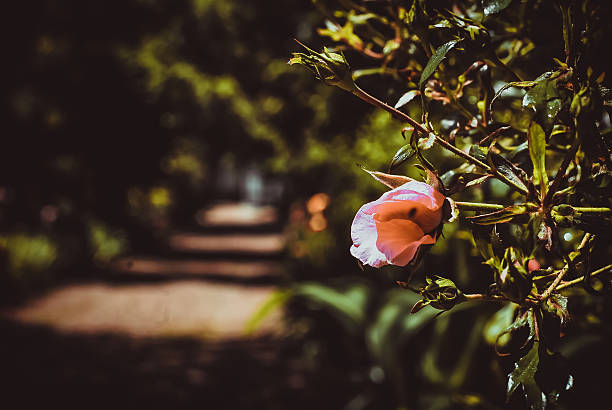 Rose bud with alley in the background stock photo