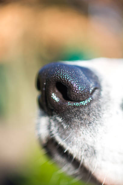 istock Macro of a dog's nose 478719512