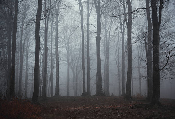 wald im nebel - forest dark woods spooky stock-fotos und bilder