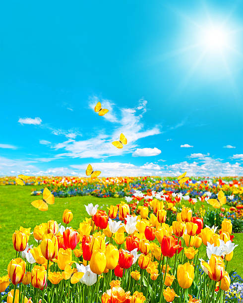 istock tulip flowers in green grass. sunny blue sky 478719705
