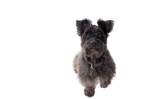 istock Portrait of Small Black Terrier in Studio 478720472