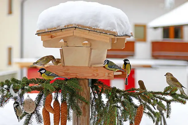 Colorful Passerine birds (The tits) eating sunflower seeds in the winter in Austria