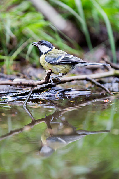 istock Great tit at a waterhole in the forest 478722982
