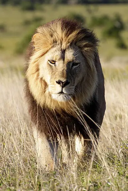 A dark maned sub adult male lions approaches,walking straight towards the camera,in this beautiful low angle profile portrait taken in Addo Elephant national park,eastern cape,south africa