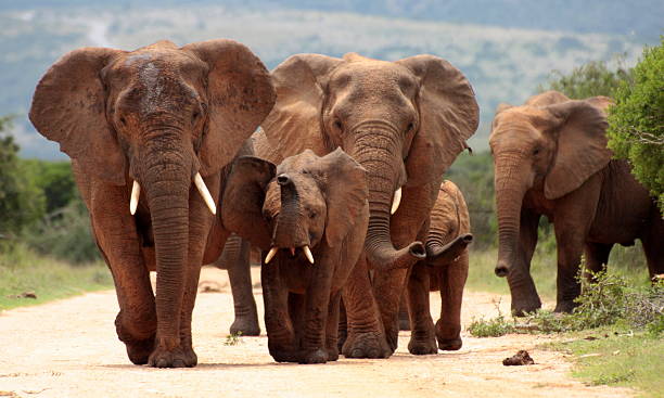 Herd of Elephant from South Africa A herd of elephants with baby calves approaches us. Took the shot at a low angle to enhance the portrait. Taken in Addo elephant national park,eastern cape,south africa zululand stock pictures, royalty-free photos & images