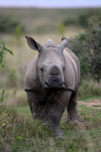 A new born white rhino / rhinoceros in this wildlife photo taken in South Africa