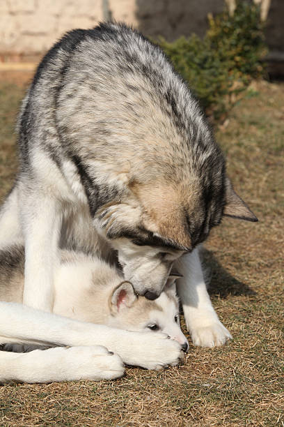 istock Alaskan malamute parent with puppy 478723108