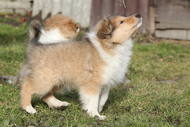 istock Gorgeous Scotch Collie puppies 478723362