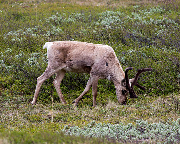istock Caribou in Denali National Park 478723942