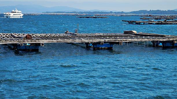 istock Mussel farms. 478724376