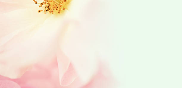 istock sweet color petal rose for romantic background 478724526