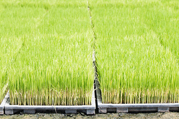 transplanting rice transplanting rice on the nursery tray paddy transplanter stock pictures, royalty-free photos & images