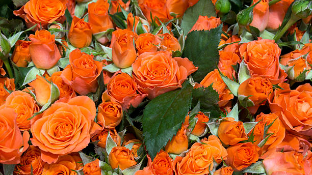 istock Beautiful natural fresh roses 478725434
