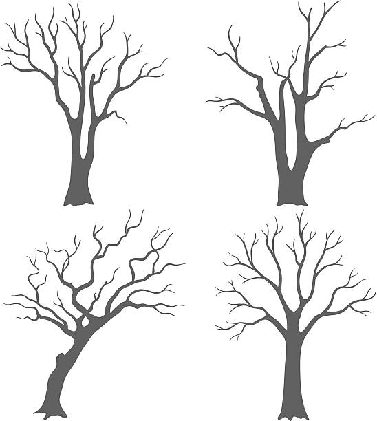 illustrations, cliparts, dessins animés et icônes de silhouettes d'arbre - arbre sans feuillage
