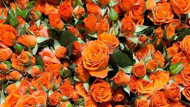 istock Beautiful natural fresh roses 478725646