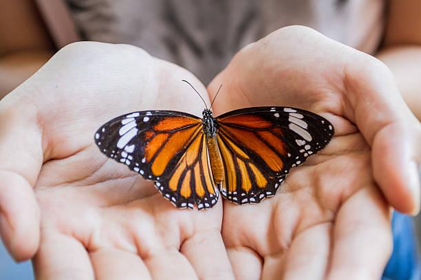 istock Woman hand holding a beautiful butterfly. 478726023