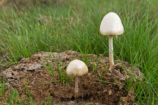 Mushrooms (Panaeolus semiovatus) in the foreground, on herbivore dung - Setas  ( Panaeolus semiovatus ) en primer plano,  sobre excremento de animal herbívoro