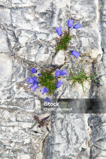 Piccolo Bellflowers - Fotografie stock e altre immagini di Blu - Blu, Bocciolo, Botanica