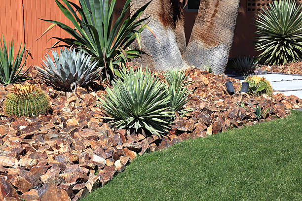 American aloe vera plants that grow abundantly in city parks