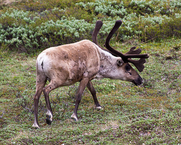 istock Caribou in Denali National Park 478728626