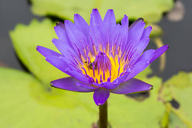 istock waterlily or lotus flower in pond 478728640