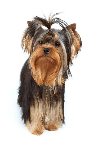 istock Dog with elegant top knot 478728816