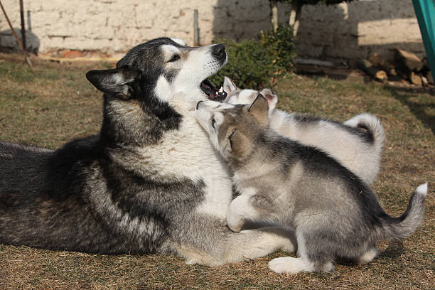 istock Alaskan malamute parent with puppies 478729068