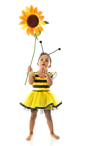 fiore con bumble ape - sunflower isolated single flower tall foto e immagini stock