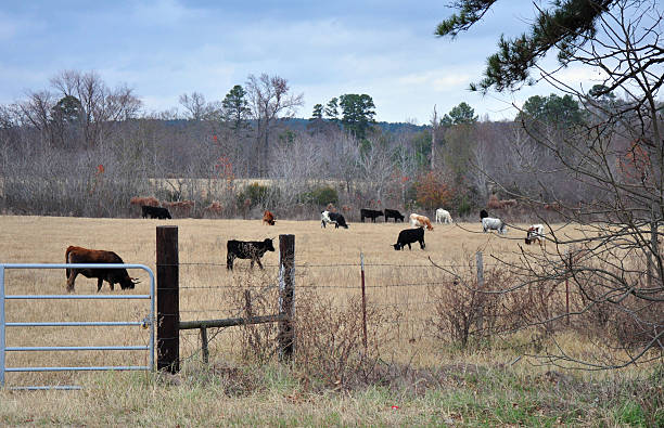 istock Cattle in East Texas Pasture 478729177