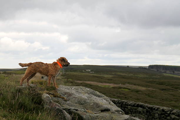 istock Border Terrier Female with collar stood on rock, uk 478729260
