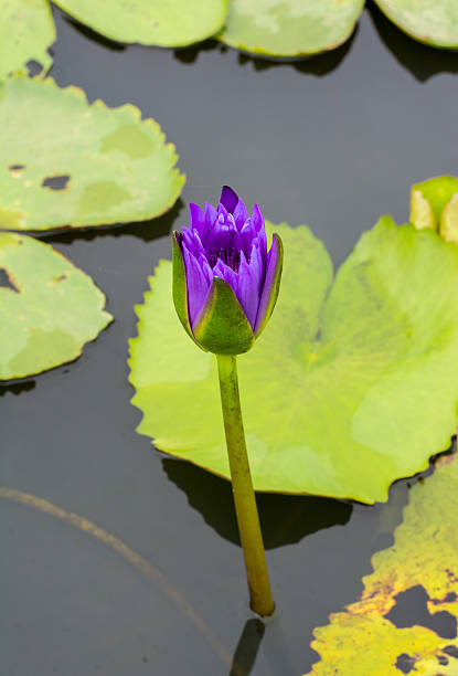 istock waterlily or lotus flower in pond 478729370