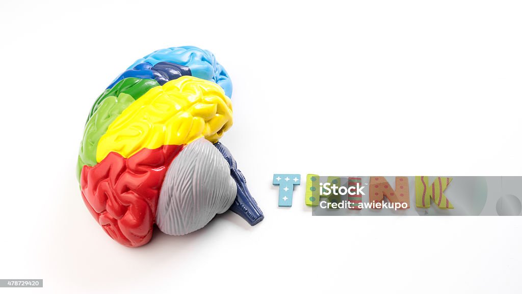 Colored map brain anatomy model with letter Think Colored map brain anatomy model. Isolated on white background. 2015 Stock Photo