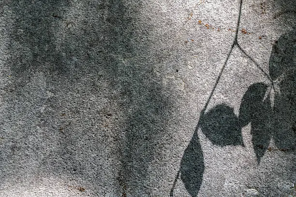 blurred shadow of some leafs on a grey wall.