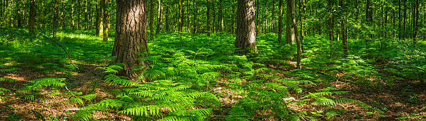 verão em floresta verde samambaia fronds idílico clareira panorama de floresta - forest fern glade copse imagens e fotografias de stock