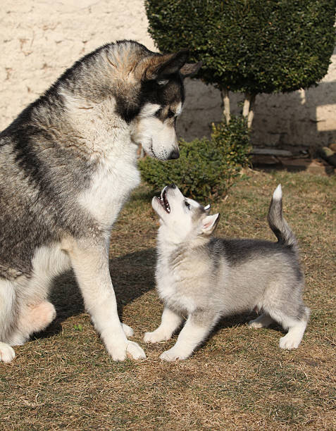 istock Alaskan malamute parent with puppy 478731440