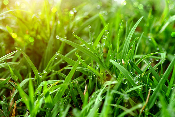 Grass and dew in the garden. stock photo