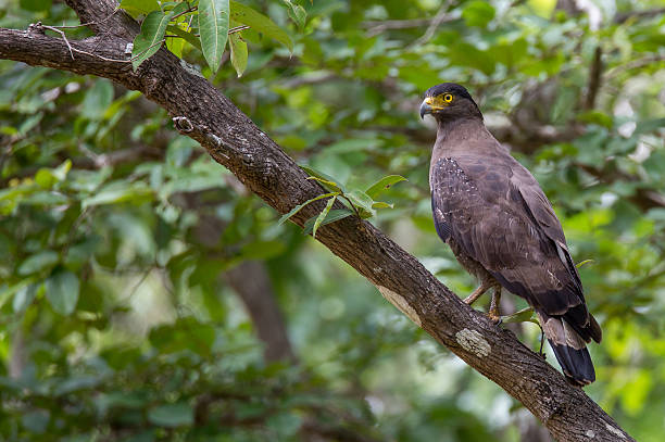 660+ Crested Serpent Eagle Photos Stock Photos, Pictures & Royalty-Free ...