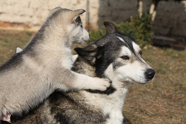 istock Alaskan malamute parent with puppies 478734928