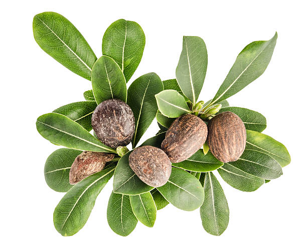 Shea nuts and leaves stock photo