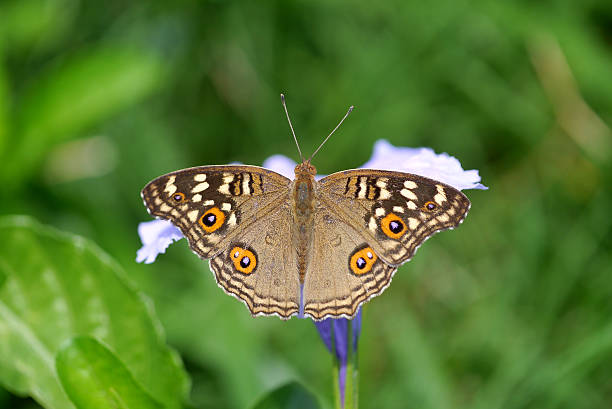 istock The Lemon Pansy butterfly 478735418