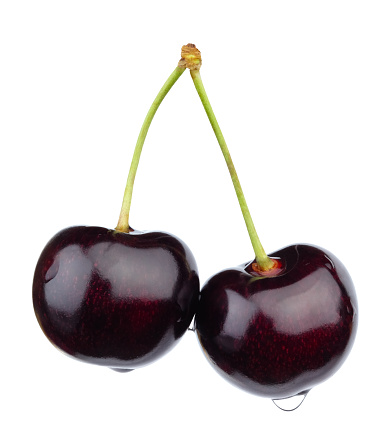 Two ripe dark red sweet cherries on a peduncle isolated on white background.
